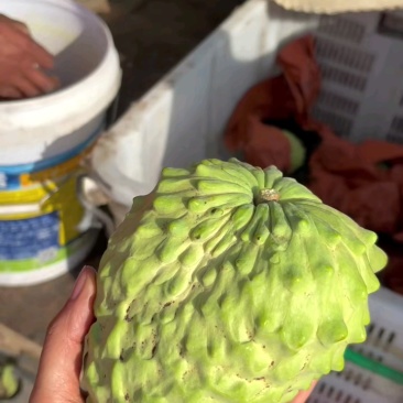 顺丰凤梨牛奶释迦甜如蜂蜜入口即化产地直供现摘现发