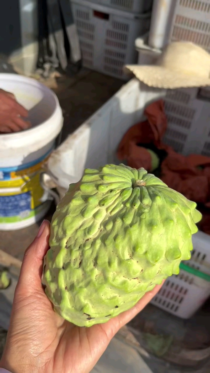 顺丰凤梨牛奶释迦甜如蜂蜜入口即化产地直供现摘现发