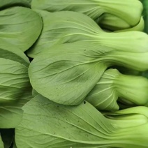 山东小油菜，色泽鲜亮，质量上乘。