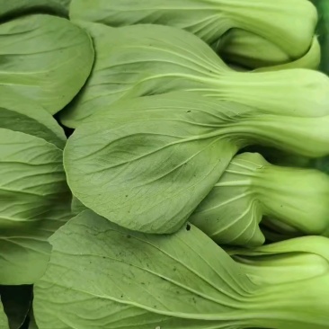 山东小油菜，色泽鲜亮，质量上乘。