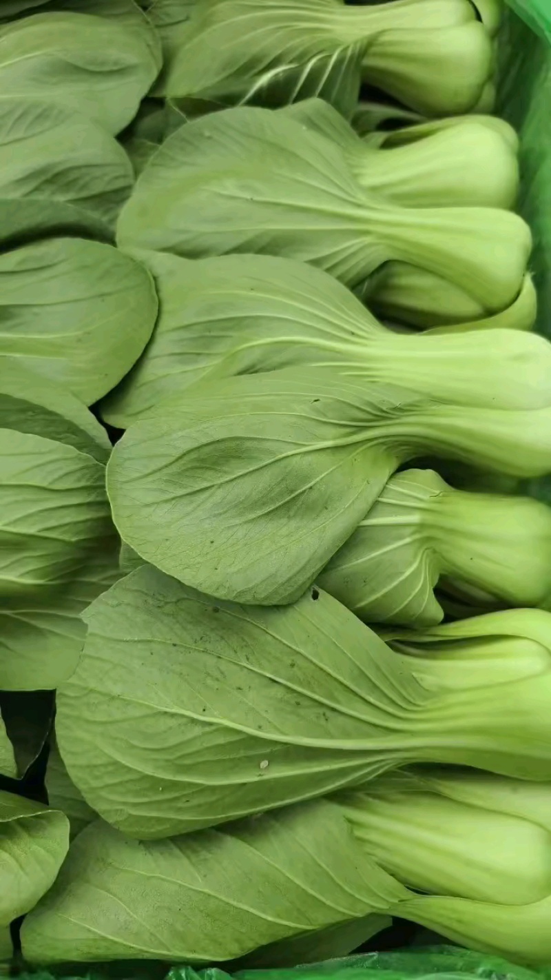 山东小油菜，色泽鲜亮，质量上乘。