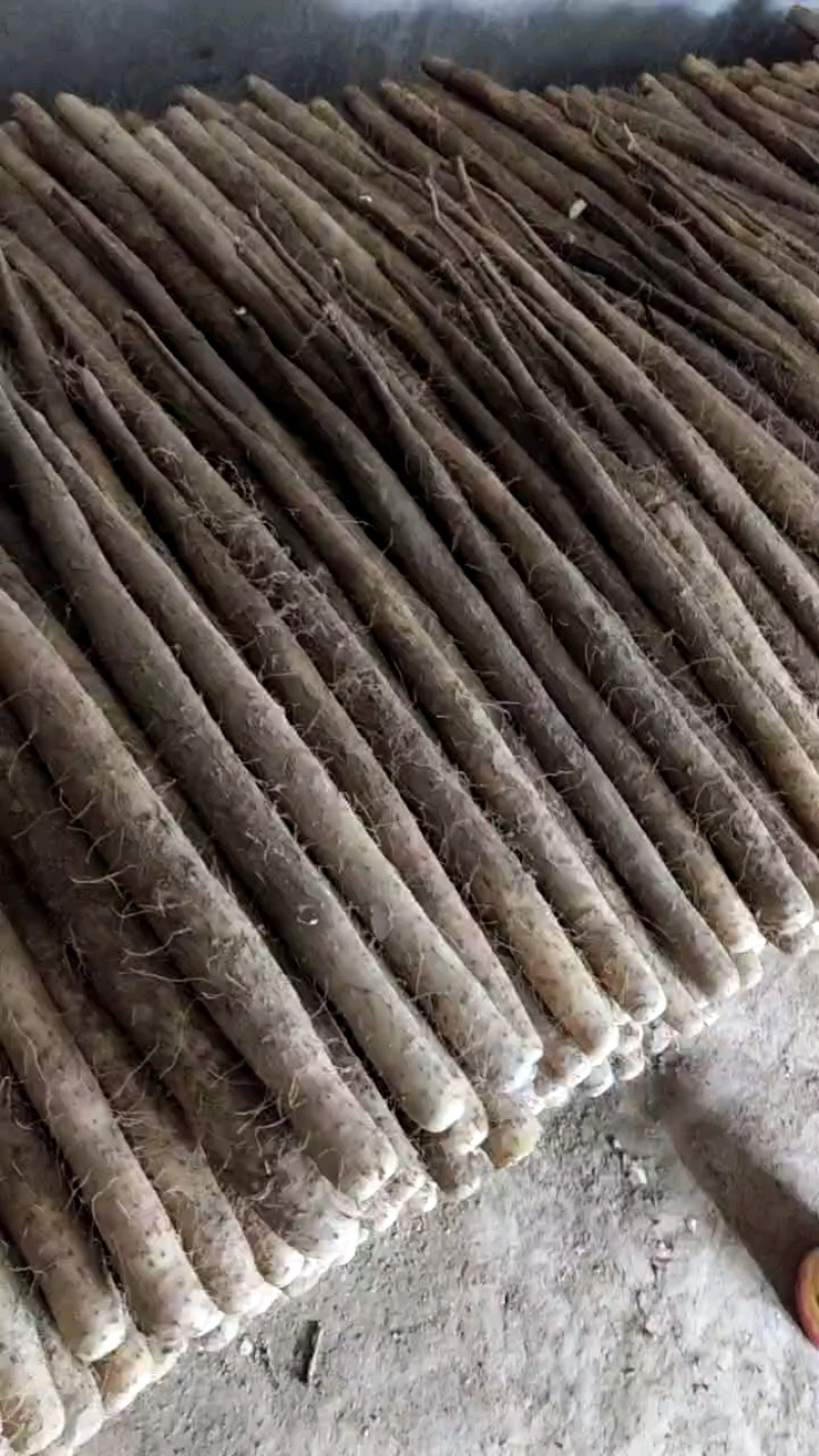 山药/双棒山药/产区直发/货源充足/大量有货