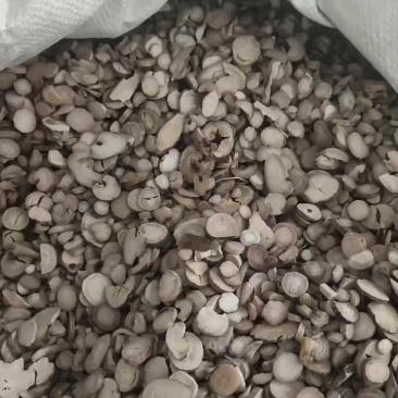 白芍过4到5个筛产地大货祥泰药材栈中药材批发零售实物拍