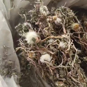 纯野生蒲公英干货整颗野生手选精品长根精选货源