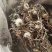 纯野生蒲公英干货整颗野生手选精品长根精选货源