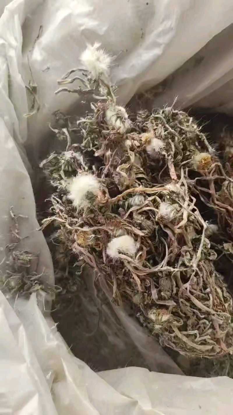 纯野生蒲公英干货整颗野生手选精品长根精选货源