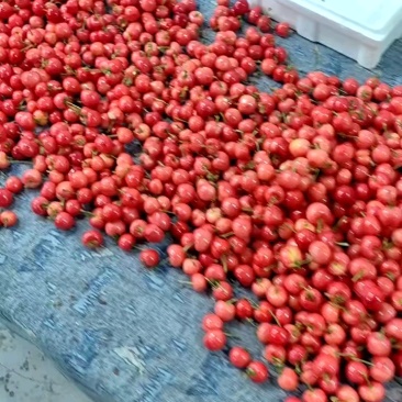 精品大樱桃，美早，红灯，布鲁斯，对接电商及大型超市，等等