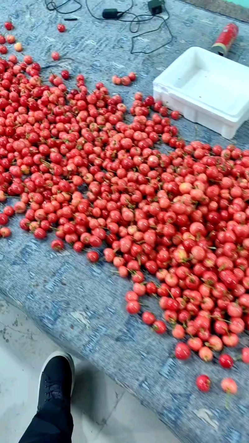 精品大樱桃，美早，红灯，布鲁斯，对接电商及大型超市，等等