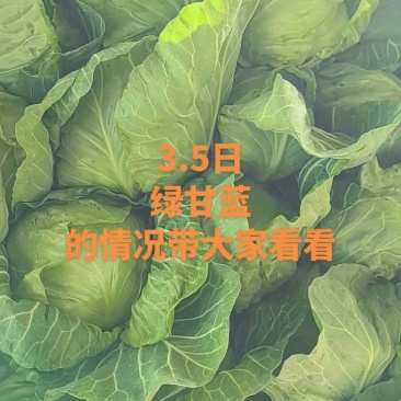 甘蓝，圆包菜，包菜，花白，绿甘蓝，三原圆包菜量大从优