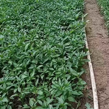 皱皮椒苗，自产自销，口感好，辣味浓