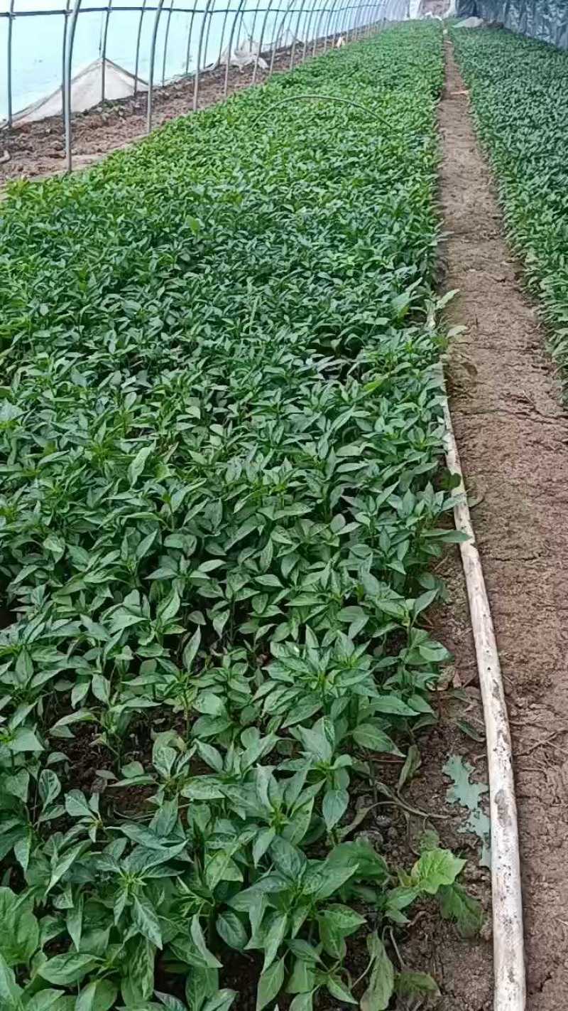 皱皮椒苗，自产自销，口感好，辣味浓