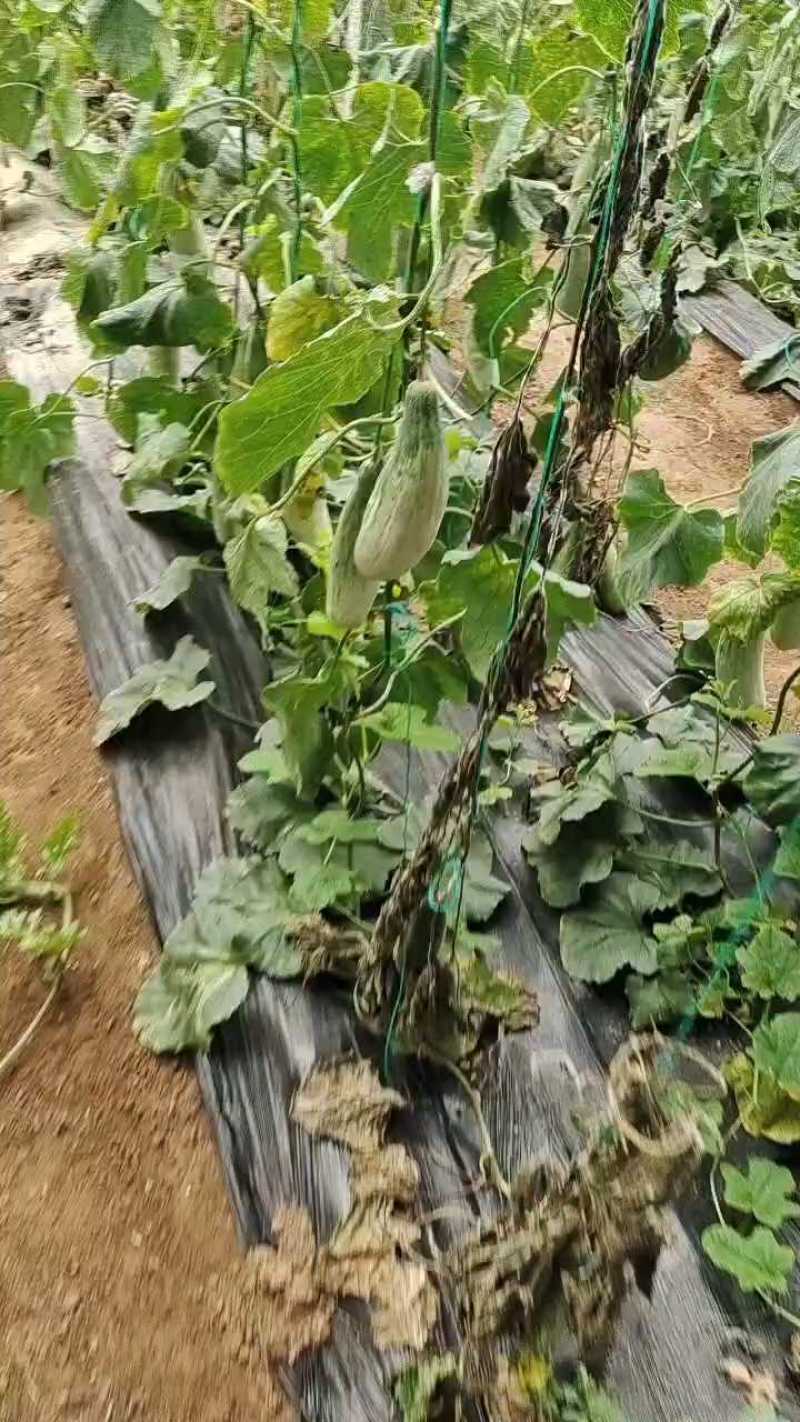 精选羊角蜜甜瓜，口感细腻，甜度十足，特惠！一条龙服务
