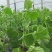 山东密刺黄瓜产地直发品质保证一手货源量大从优