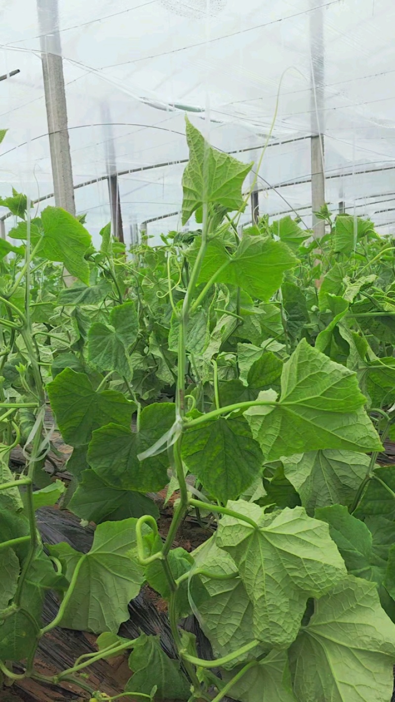 山东密刺黄瓜产地直发品质保证一手货源量大从优