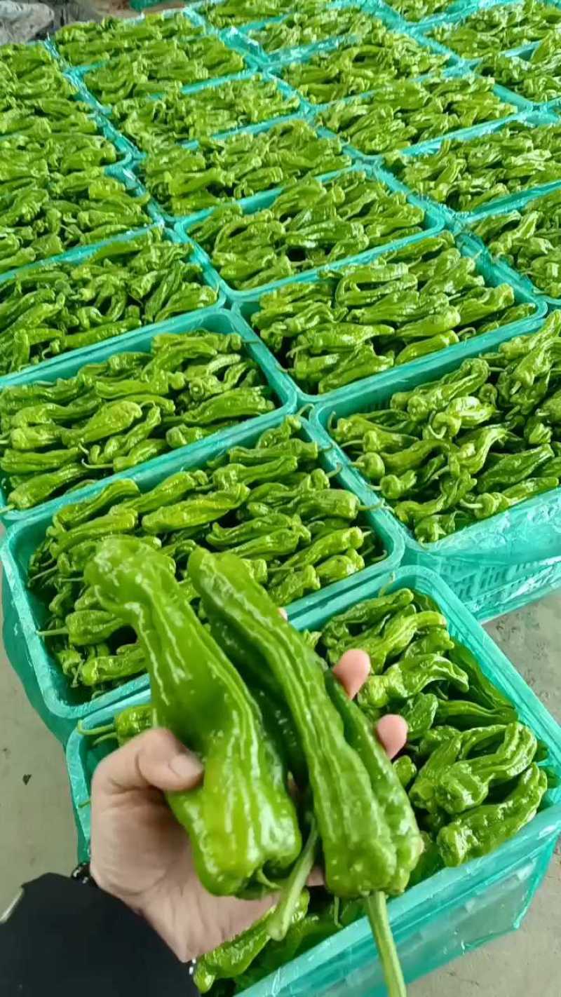 山东鲜辣椒，薄皮椒产地直发可代收代发一条龙服务欢迎订购