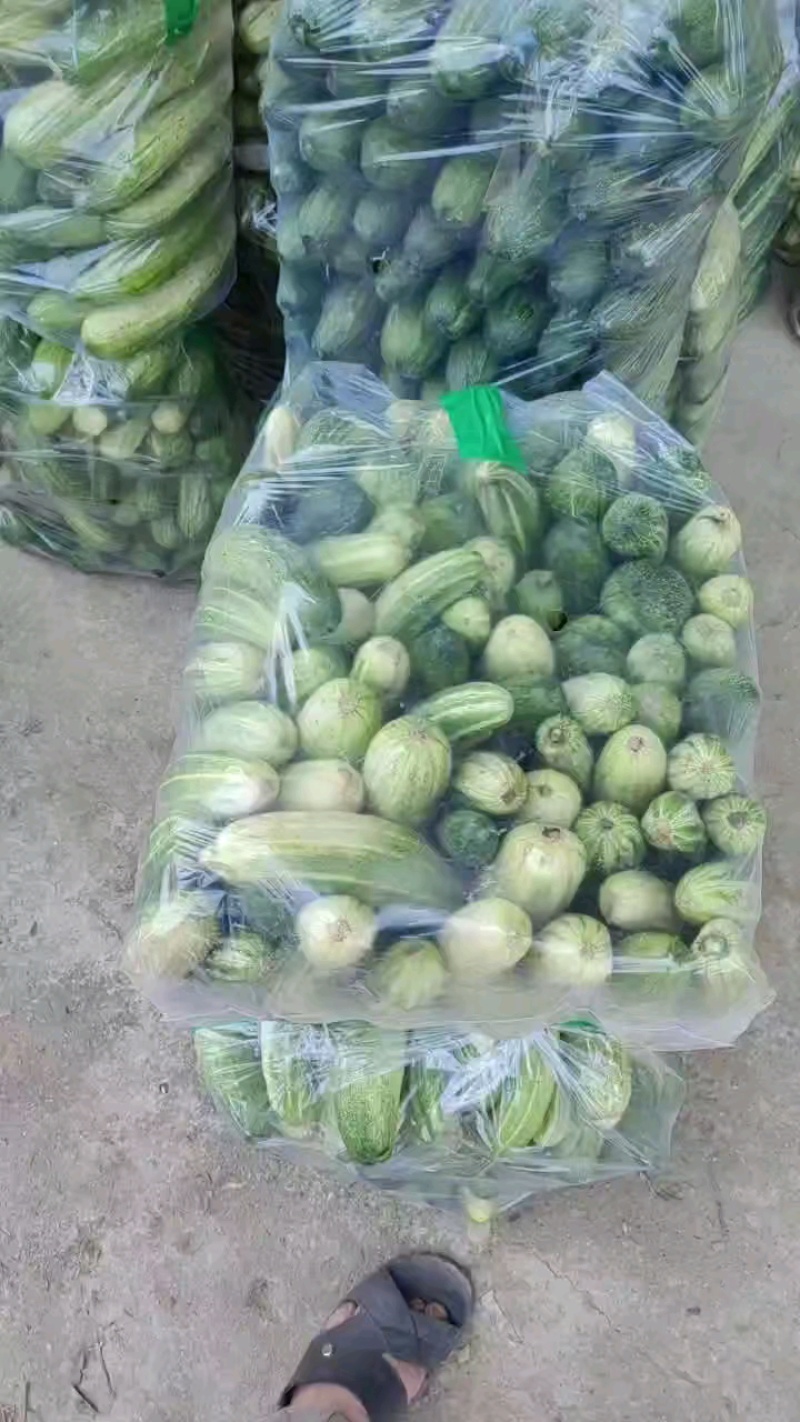 黄瓜打包好，腌黄瓜现货供应