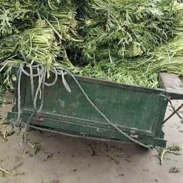 雪里红加工厂货，腊菜产地直发，大吨位供应加工厂