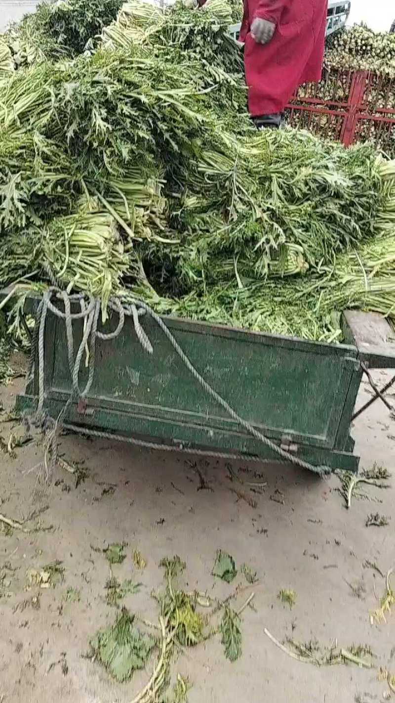 雪里红加工厂货，腊菜产地直发，大吨位供应加工厂