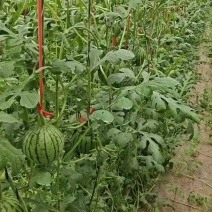潍坊小糖丸吊西瓜皮薄肉厚瓜形好甜度高接电商直播带货