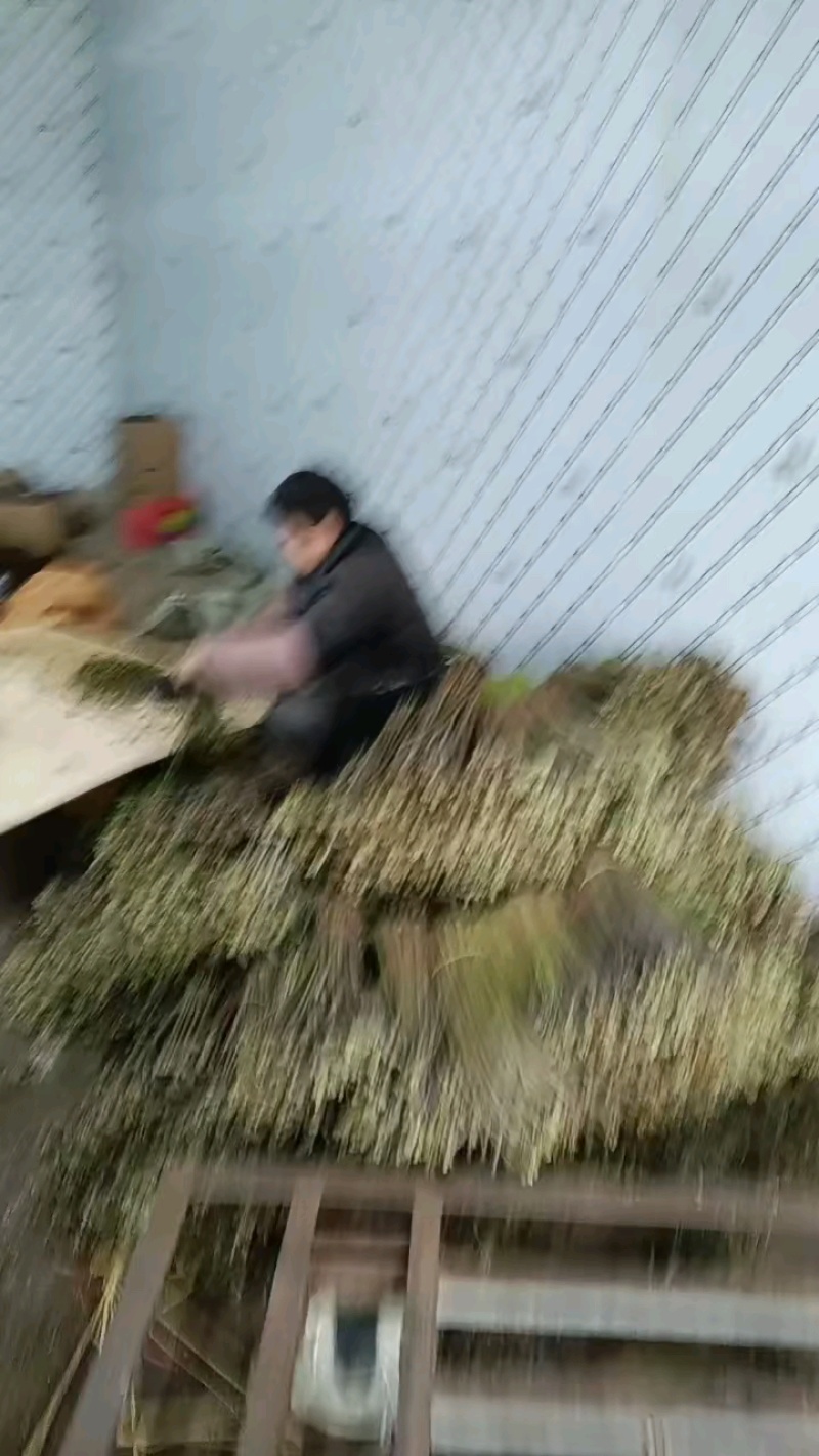 贵州蕨菜大量出货，需要的联系