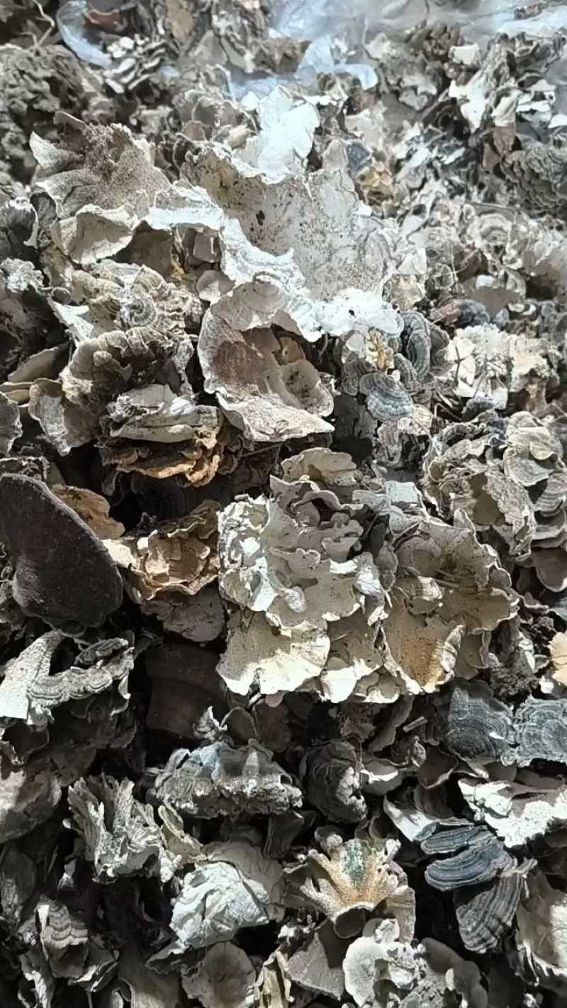 沂蒙山山区的野生云芝，产地直发，批发零售