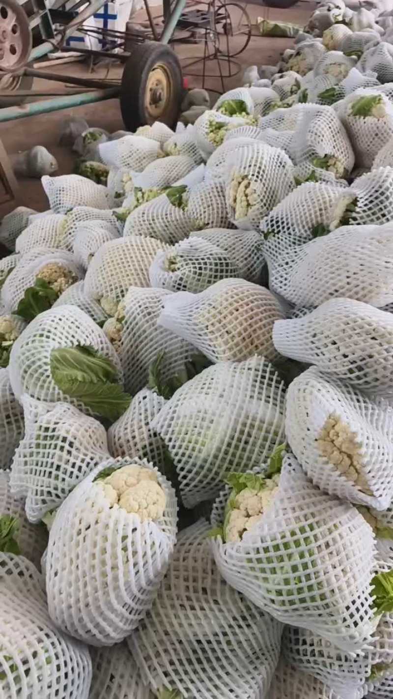 有机花菜，花菜，产地一条龙服务，看货论价，量大从优
