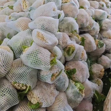 白花菜花产地大量供应，支持视频看货，保质保量。