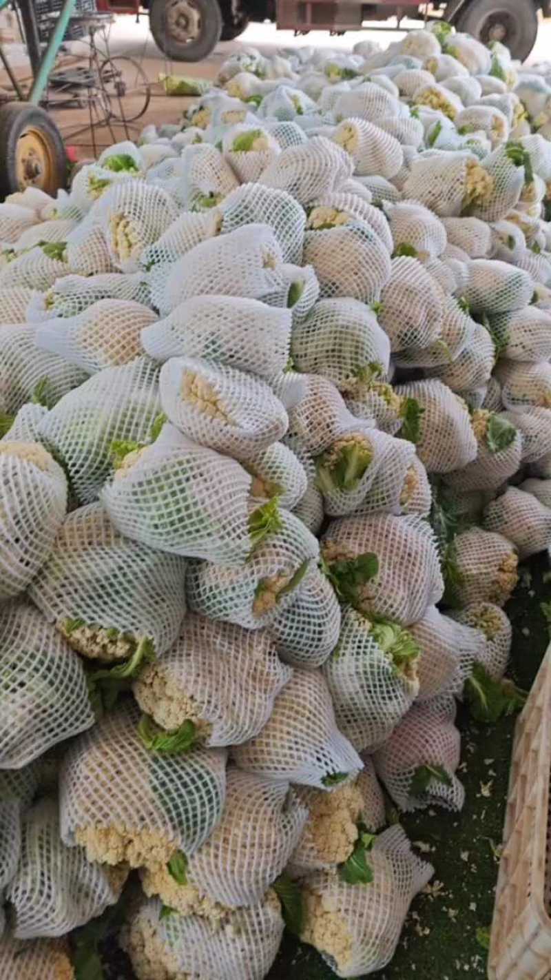 白花菜花产地大量供应，支持视频看货，保质保量。