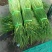 白帽鲜蒜薹，诚信经营产地直发，新鲜蒜薹，大量批发。。。