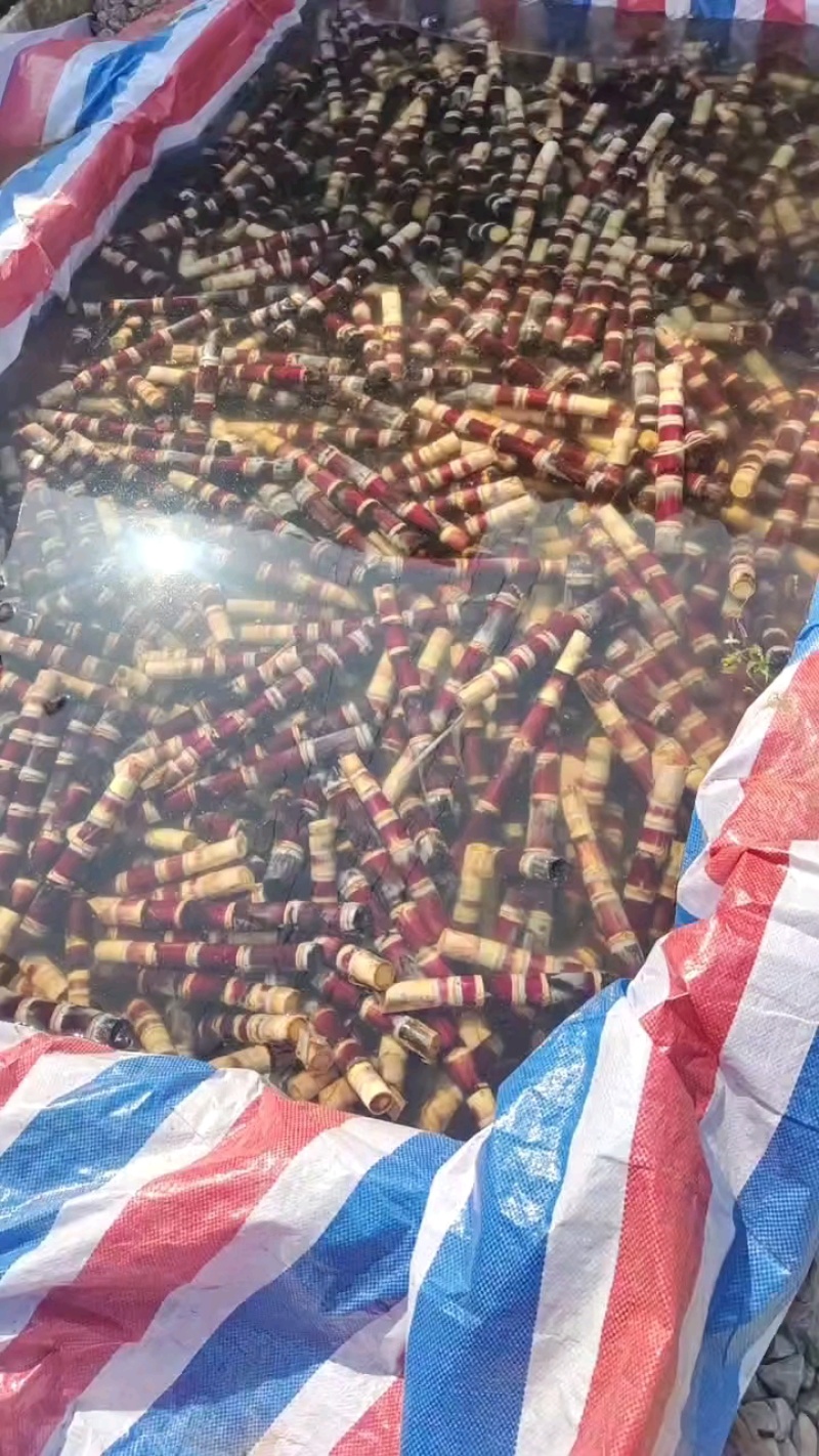 黑皮甘蔗种大量从优，本人就是讲诚信，致电有优惠，产地