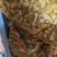 质量好小酱包，还有1000多斤现货！