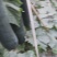 海冬瓜货源充足量大从优供商超