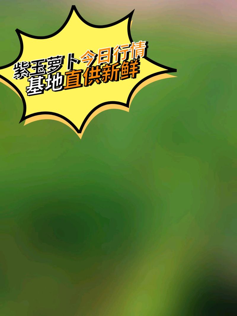 云南高山紫玉萝卜种植基地/量大价优欢迎随时联系
