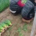 献县冷棚小葱