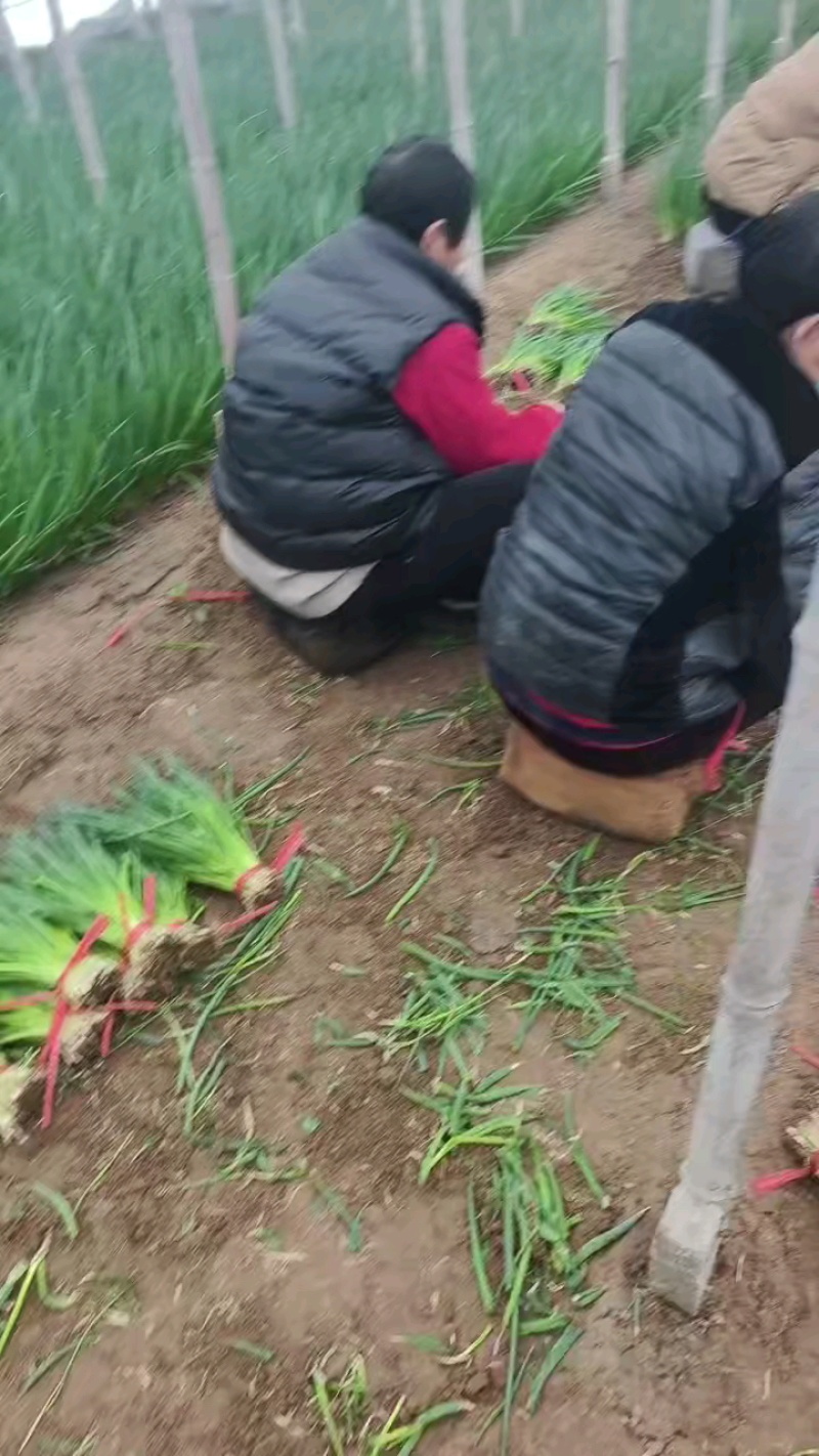 献县冷棚小葱