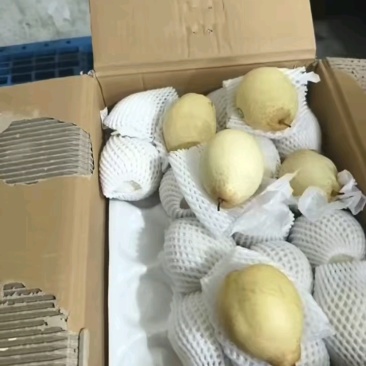 水晶梨，鸭梨，产地常年供应，规格齐全，量大从优，质量保证
