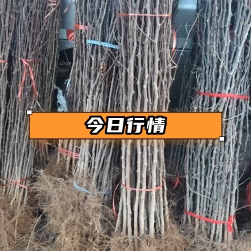 山东大红袍花椒苗，基地直供（货源充足量大从优）对接全国