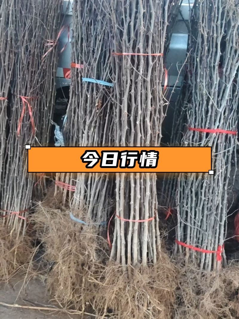 山东大红袍花椒苗，基地直供（货源充足量大从优）对接全国