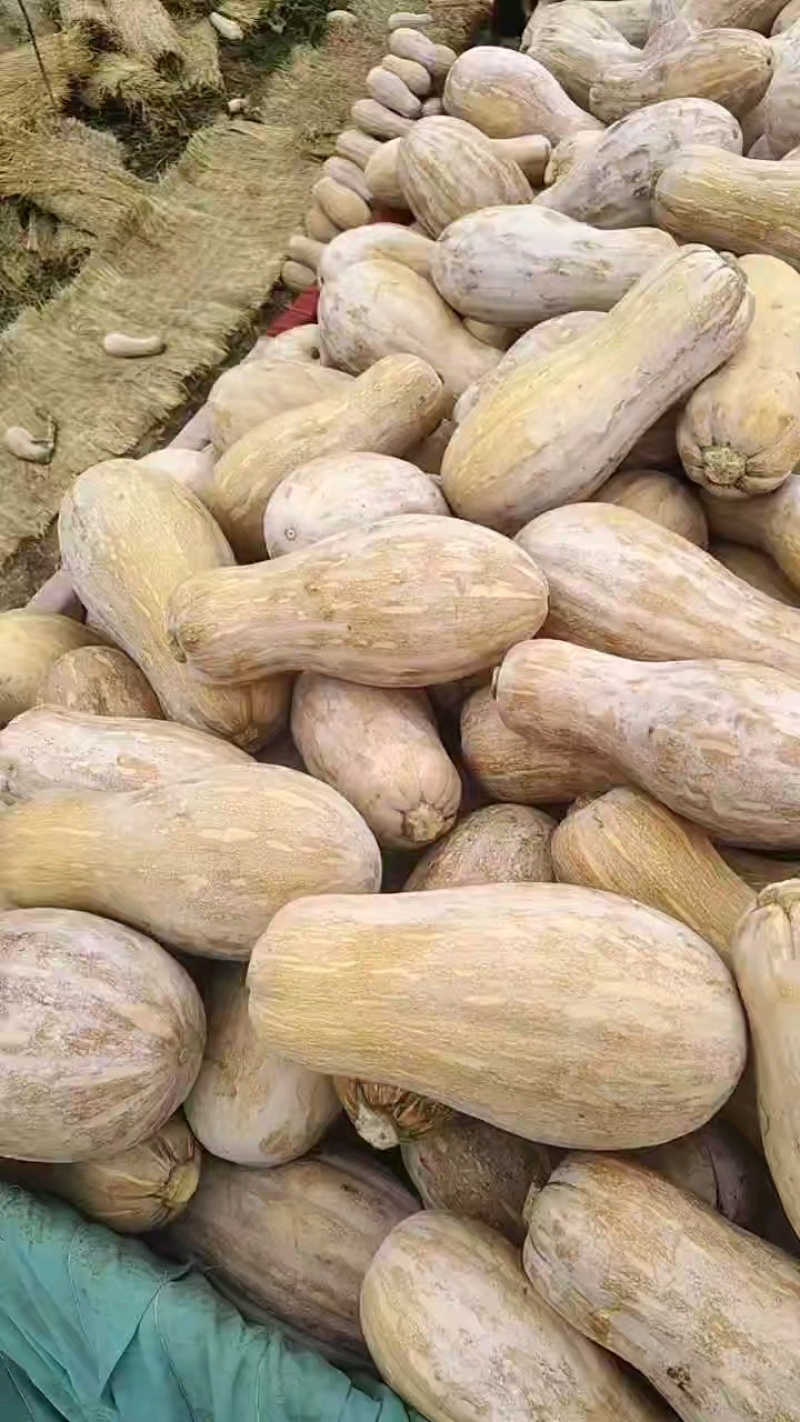 海南乐东县南瓜