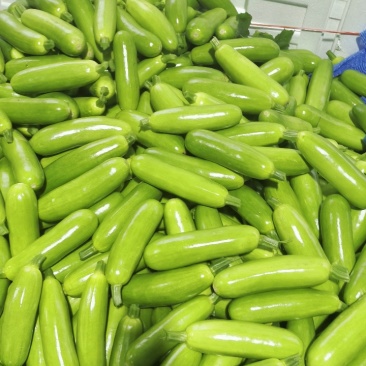 山东精品西葫芦大量上市中，价格不高保质保量发往全国