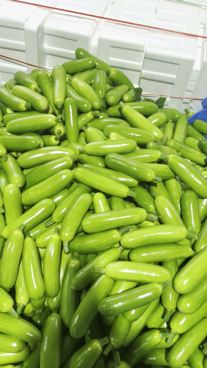 山东精品西葫芦大量上市中，价格不高保质保量发往全国