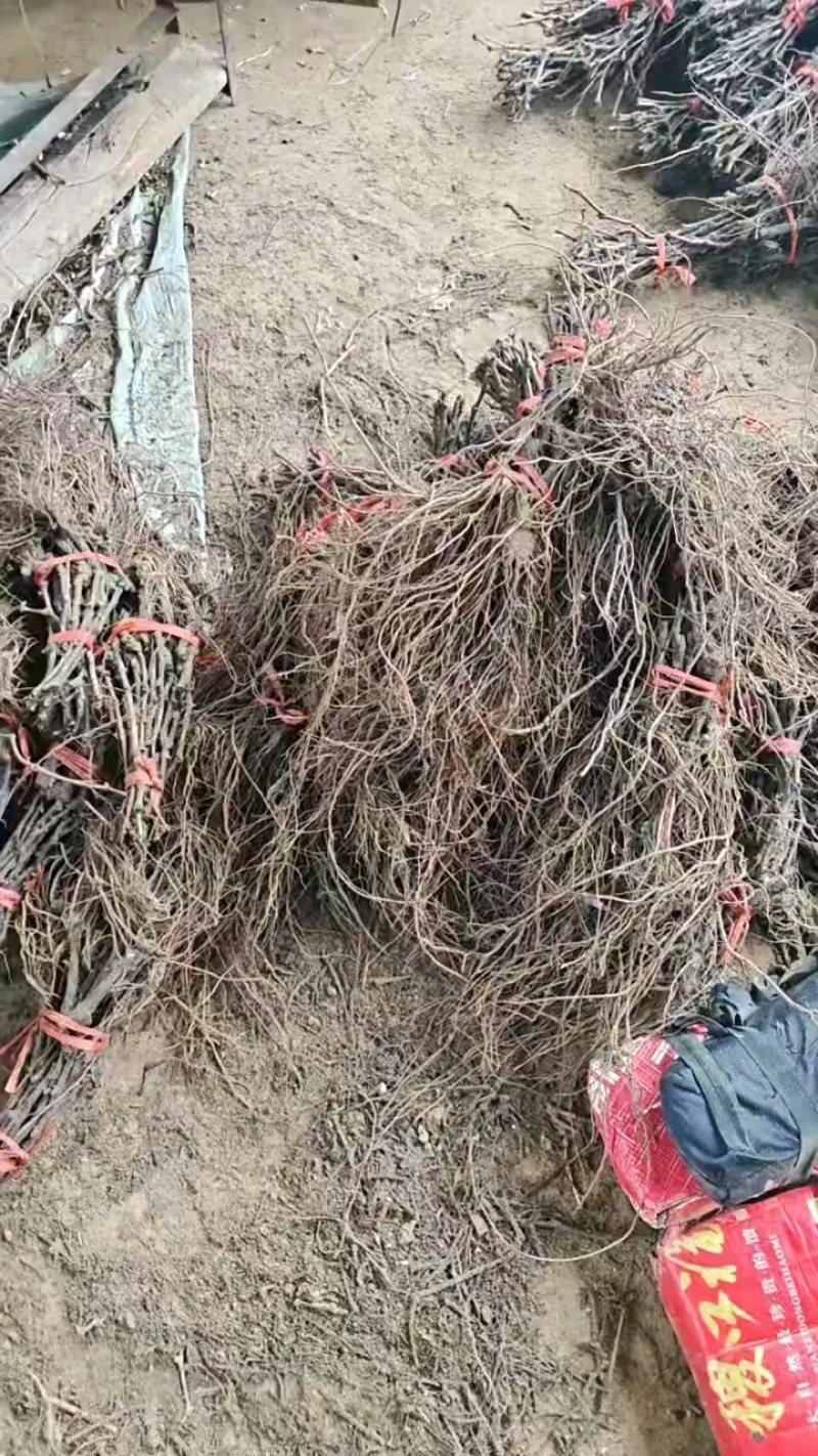 正综蜜光葡萄苗，早熟大粒脆甜玫瑰香味，保纯保活，基地直发