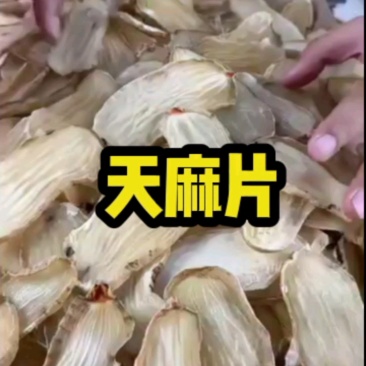 云南昭通小草坝天麻，3年林下仿野生，天麻素含量高