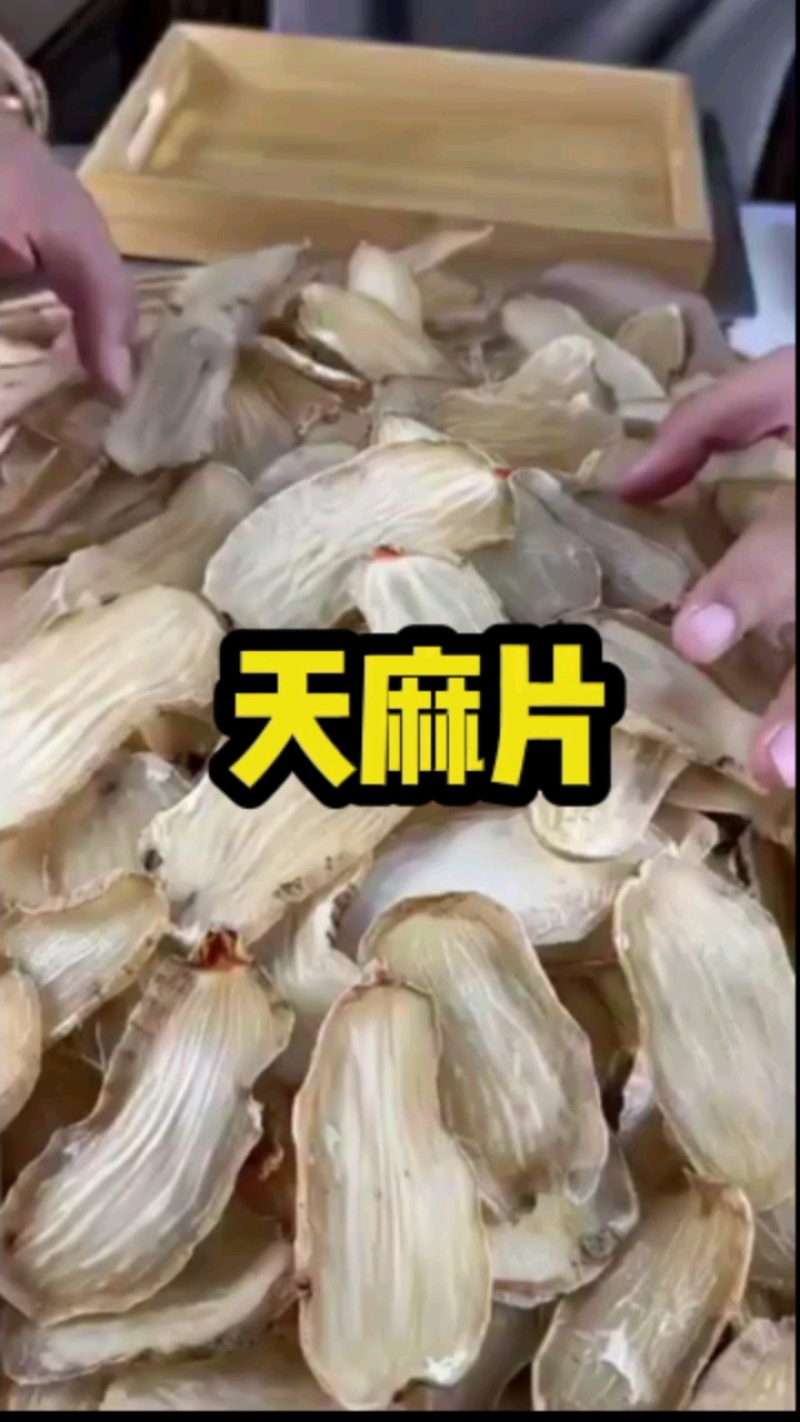 云南昭通小草坝天麻，3年林下仿野生，天麻素含量高