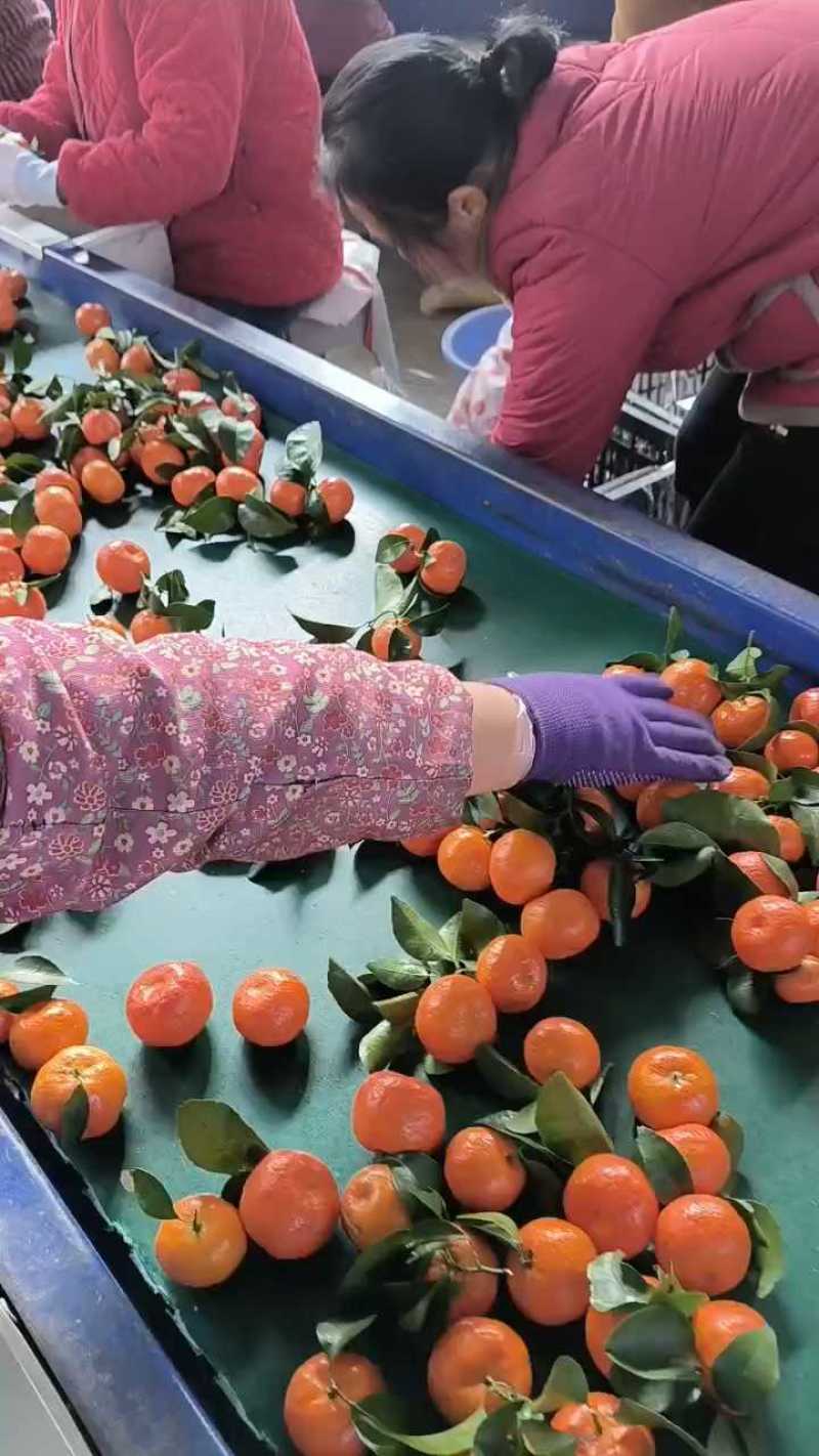 【实力代收】广西荔浦砂糖橘核心产区直供量大价优欢迎咨询