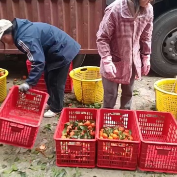 广西桂林产区石头果砂糖橘，专业对接出口贸易，商超️️️