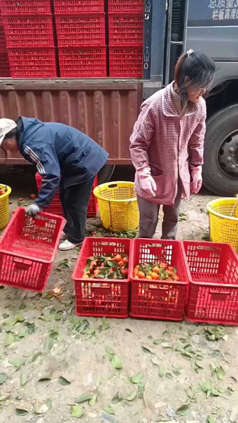 广西桂林产区石头果砂糖橘，专业对接出口贸易，商超️️️