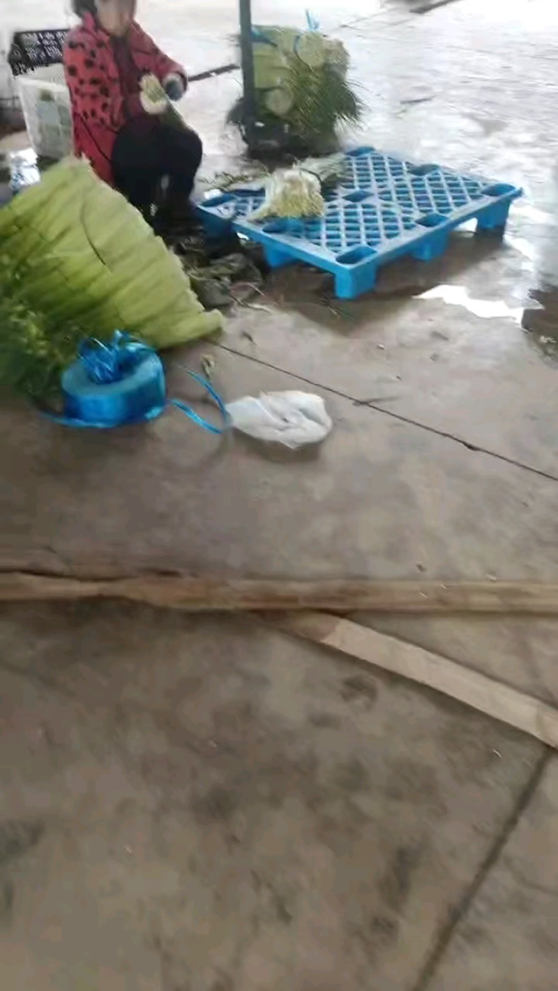 蒜苔白帽蒜苔产地供应一手货源保质保量可视频看货