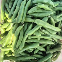 【热卖】蚕豆江苏产地直销保质保量价格优惠支持视频看货