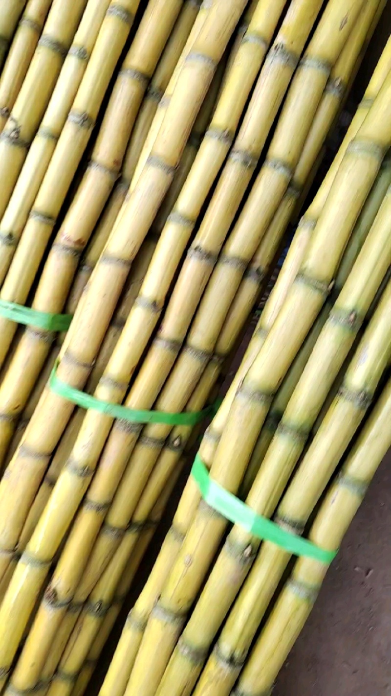 黄皮甘蔗整车到货，一块八一斤，货量充足！